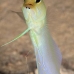 jawfish_yellowhead_dw_wc_v_0151_tci0495.jpg